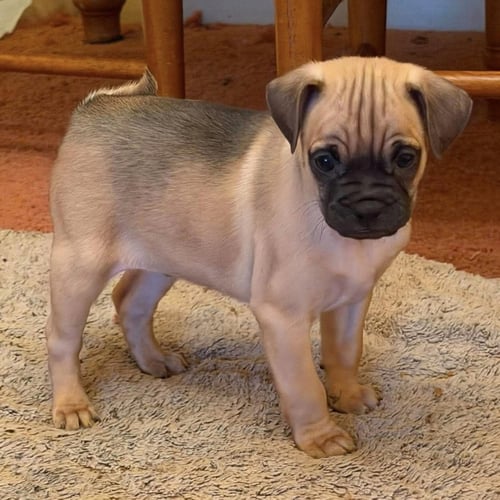 GUS JR. - Pug / Chihuahua available for adoption