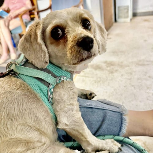 KATRINA - Spaniel / Bichon Frise available for adoption