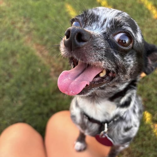 COOKIE - Chihuahua available for adoption