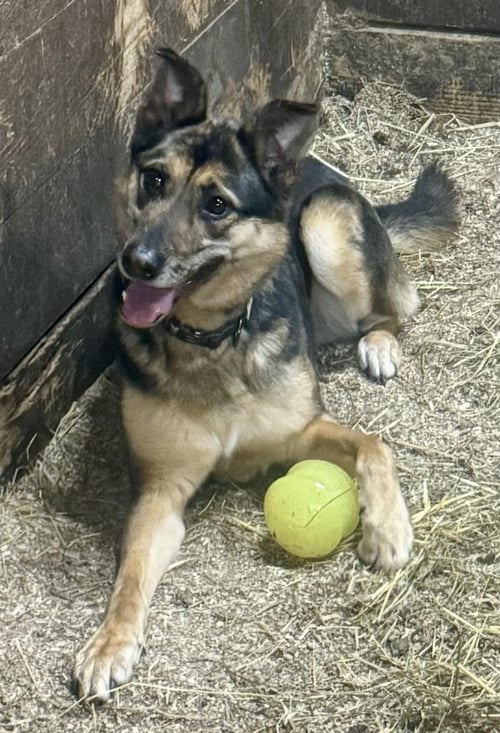 ADONIS - German Shepherd Dog available for adoption