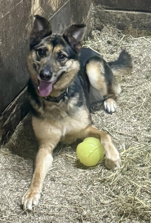 ADONIS - German Shepherd Dog available for adoption