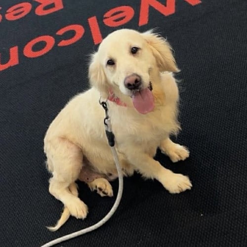 MELBOURNE - Golden Retriever available for adoption