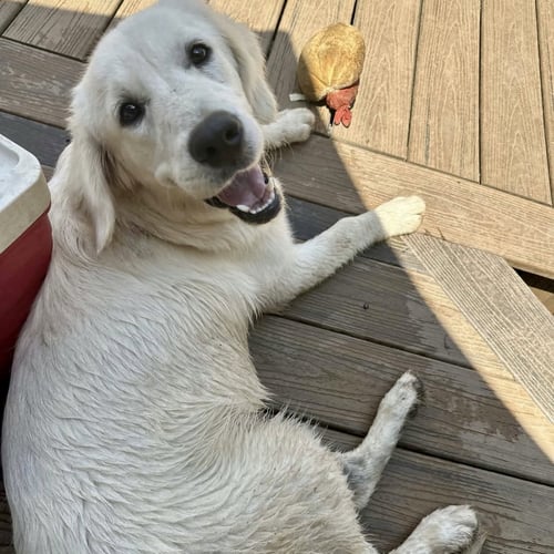 MELBOURNE - Golden Retriever available for adoption