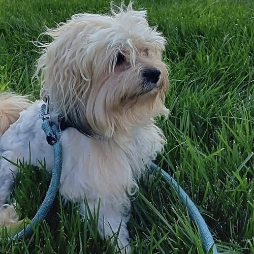 CONNOR - Maltese / Shih Tzu available for adoption