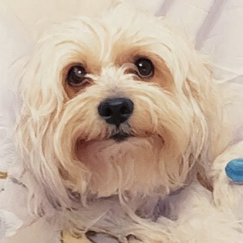 CONNOR - Maltese / Shih Tzu available for adoption