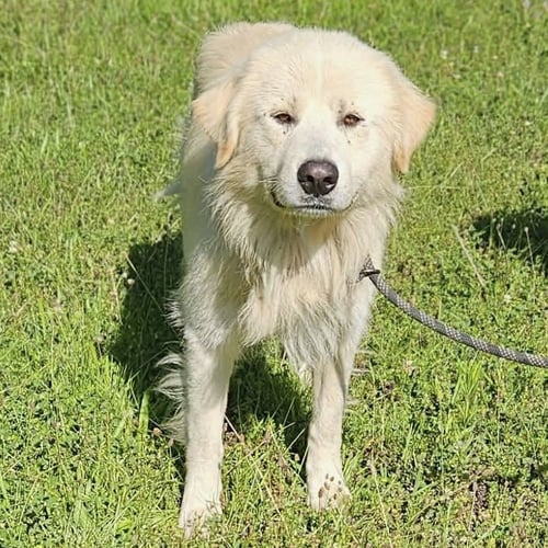 BEAR BEE - Great Pyrenees / Golden Retriever available for adoption