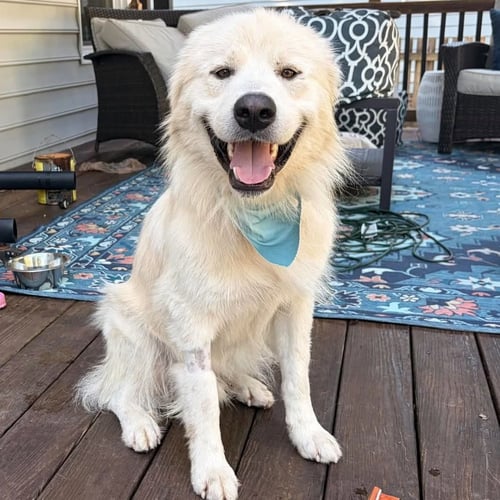 BEAR BEE - Great Pyrenees / Golden Retriever available for adoption