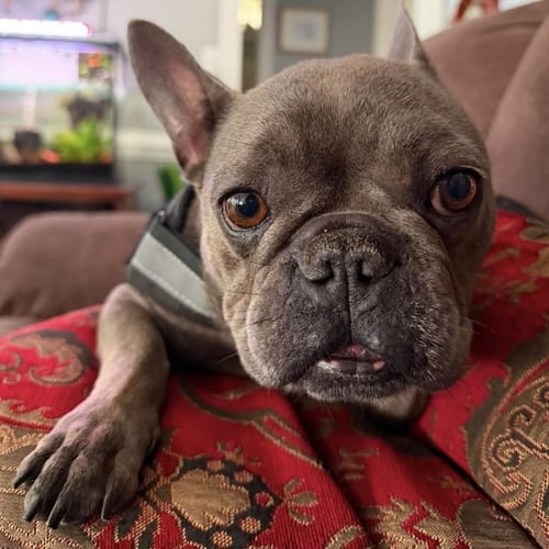 STACY BEE - French Bulldog available for adoption