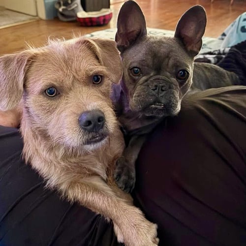 STACY BEE - French Bulldog available for adoption