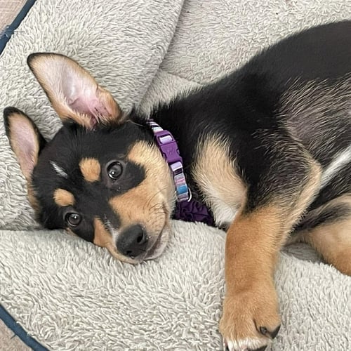 ELLOWYN - Shepherd available for adoption