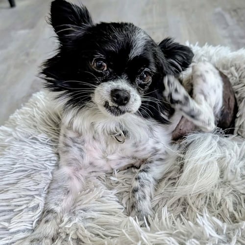 PETEY - Papillon available for adoption
