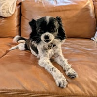 Petey - Photo 2