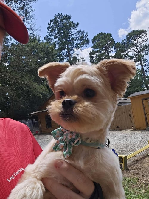 ARIEL - Yorkshire Terrier Yorkie available for adoption