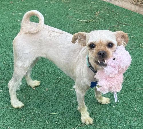 ARIEL - Yorkshire Terrier Yorkie available for adoption