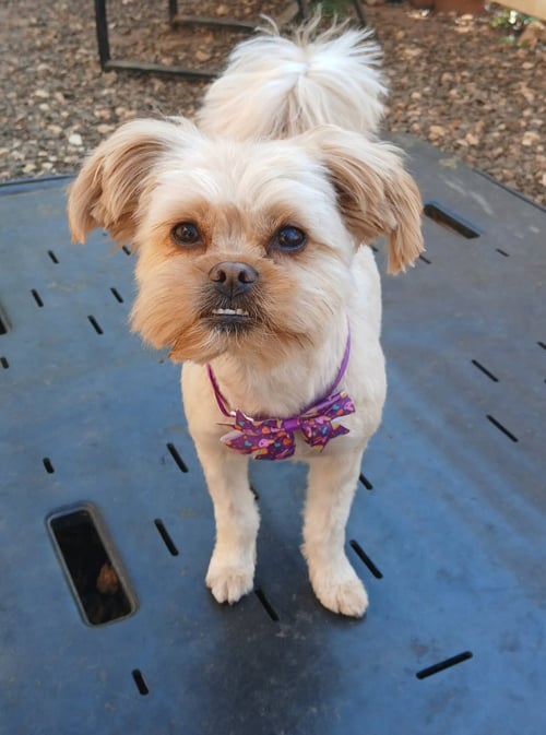 ARIEL - Yorkshire Terrier Yorkie available for adoption