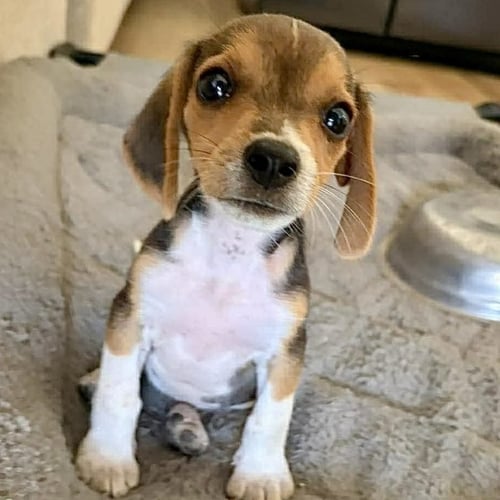 DIGLETT - Beagle available for adoption