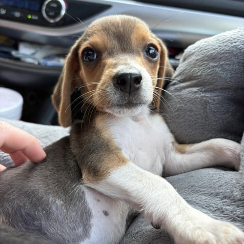 DIGLETT - Beagle available for adoption