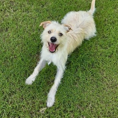 BRADY - Terrier available for adoption