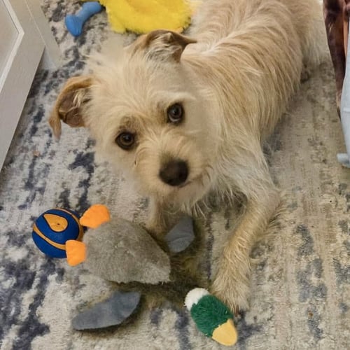 BRADY - Terrier available for adoption