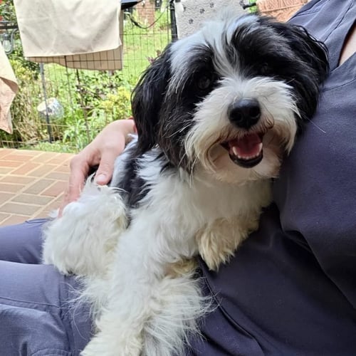 OREO COOKIE - Maltese / Shih Tzu available for adoption
