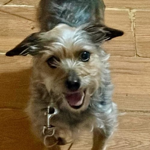 HAZEL - Yorkshire Terrier Yorkie available for adoption