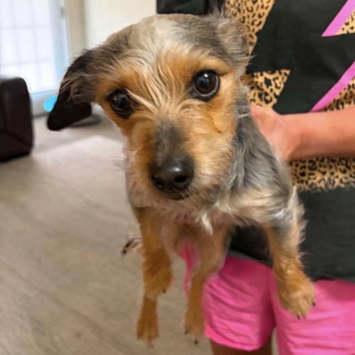 HAZEL - Yorkshire Terrier Yorkie available for adoption