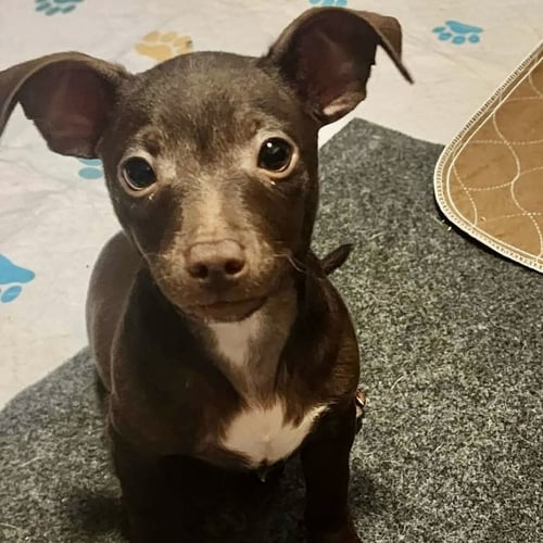 OLLIE - Chihuahua available for adoption