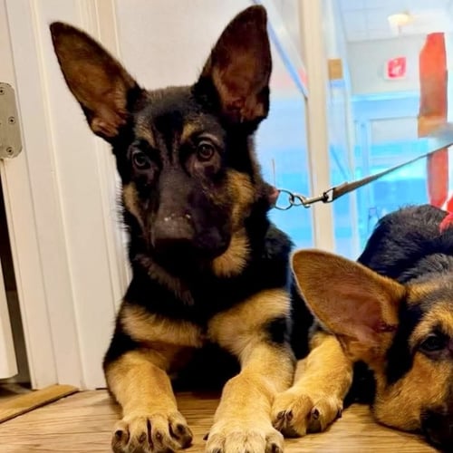 RUBY LEIGH - German Shepherd Dog available for adoption