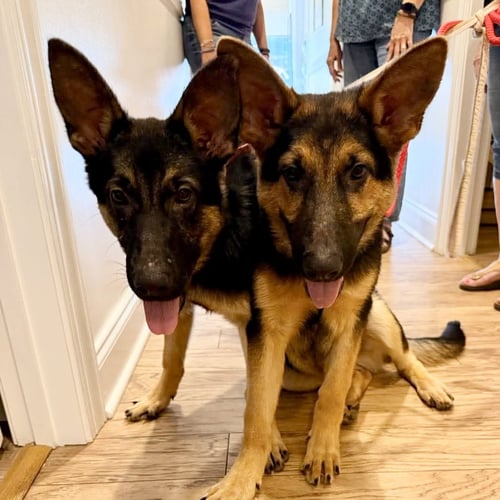 RUBY LEIGH - German Shepherd Dog available for adoption