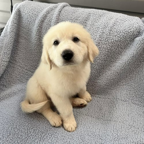 GRIZZ - Great Pyrenees / Golden Retriever available for adoption