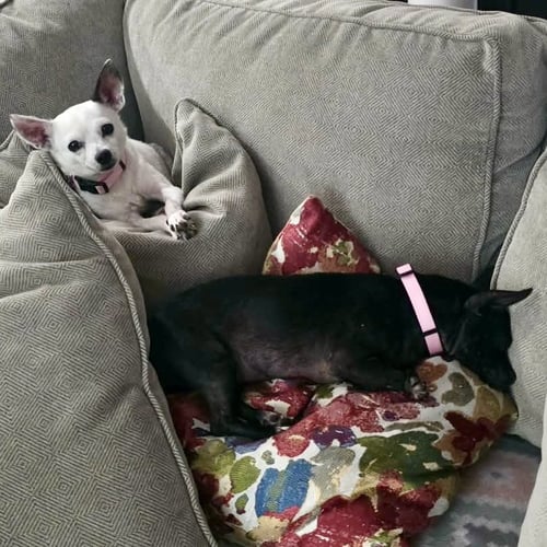 TESS - Chihuahua available for adoption