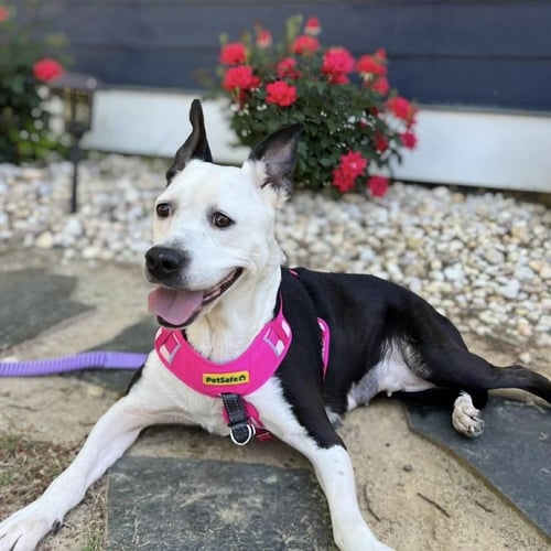 RHIANNE - Labrador Retriever / Pit Bull Terrier available for adoption