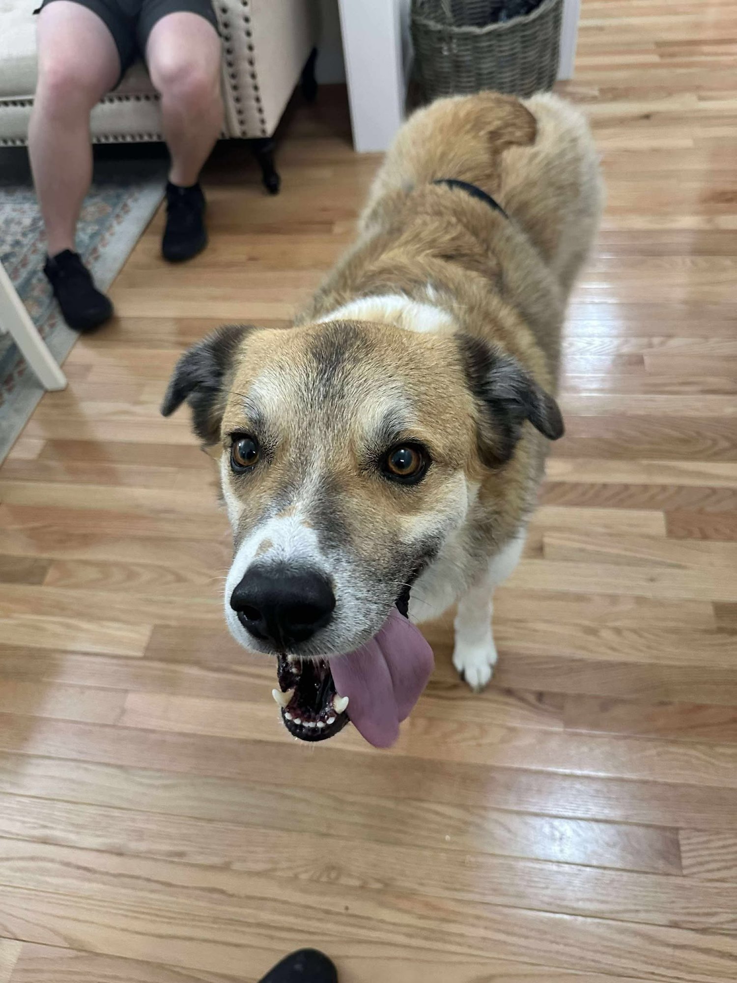 REBEL - Husky for adoption in Fayetteville