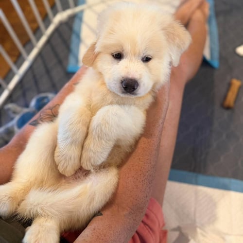 TEDDY BEAR - Great Pyrenees / Golden Retriever available for adoption