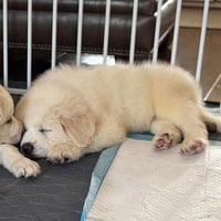Teddy Bear - Photo 3