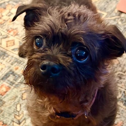BARRIS - Cairn Terrier available for adoption