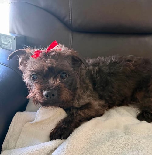 BARRIS - Cairn Terrier available for adoption