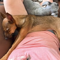 Cinnamon - Photo 3