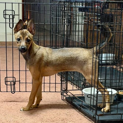 CINNAMON - Feist available for adoption