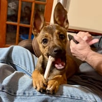 Cinnamon - Photo 1