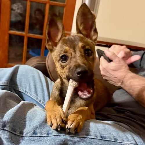 CINNAMON - Feist available for adoption