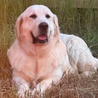 Brutus - Photo 1