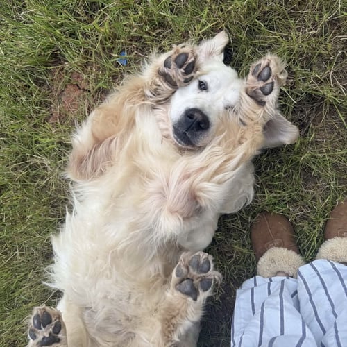 BRUTUS - Golden Retriever / Great Pyrenees available for adoption