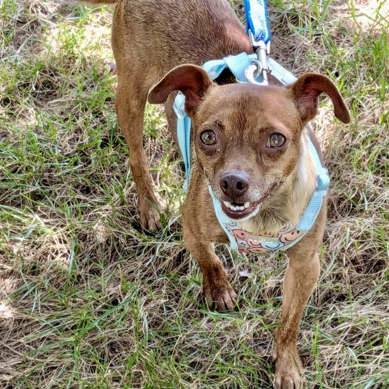 Roxy Image