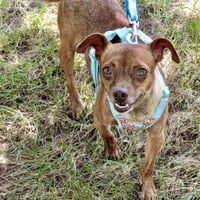 Roxy - Photo 1