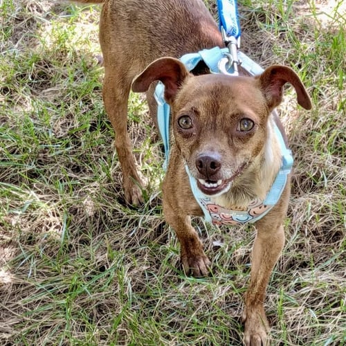 ROXY - Chihuahua available for adoption