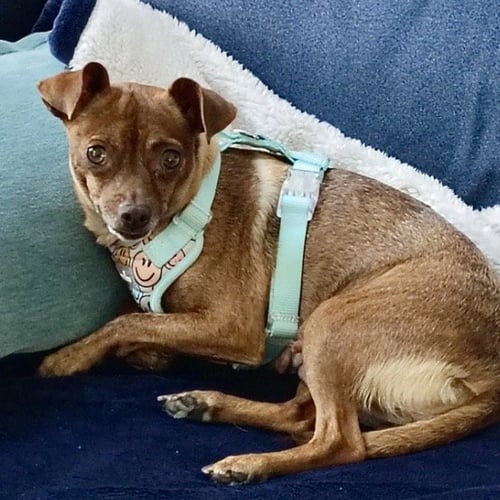 ROXY - Chihuahua available for adoption