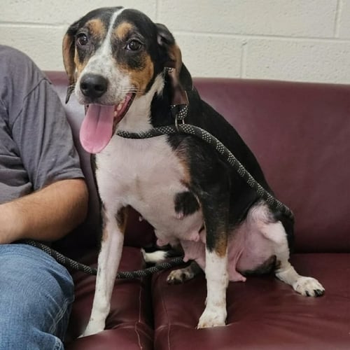 KRISTINA - Hound available for adoption