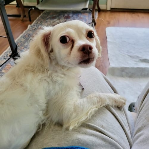 MISS TOOTS - Chihuahua / Poodle (Miniature) for adoption in Fayetteville