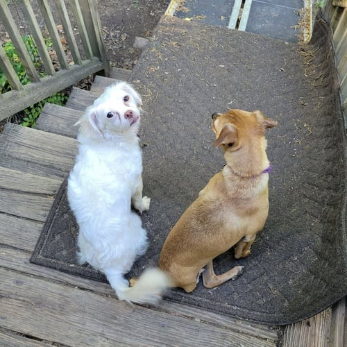 MISS TOOTS - Chihuahua / Poodle (Miniature) available for adoption